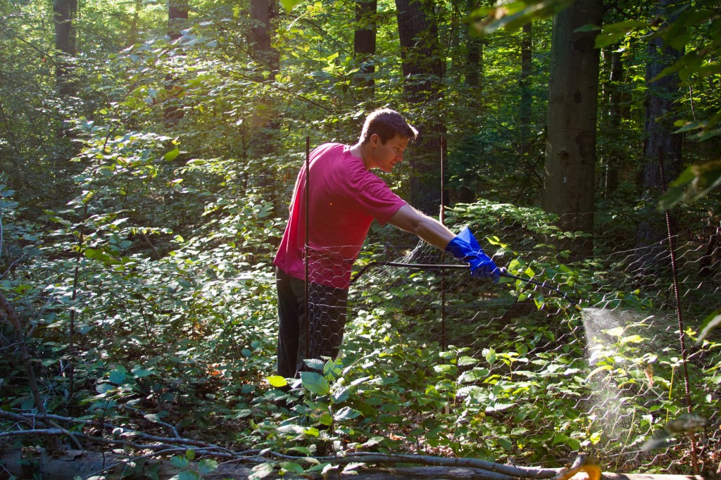 Nate Lemoine, FIU PhD candidate and Smithsonian researcher, sprays treefall gaps within the Smithsonian Environmental Research Center with herbicide. Photos by D. Doublet
