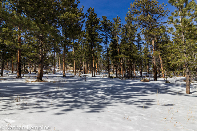 Beneath the snow and dirt lies a vast network of roots and fungi that support this Ponderosa pine forest